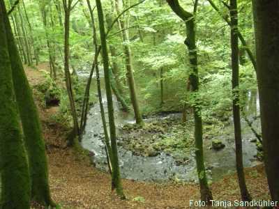 Blick vom Waldhang auf breiten Bach mit kleiner Insel